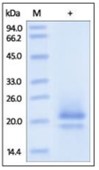 SDS-PAGE (CD83-3927H).jpg